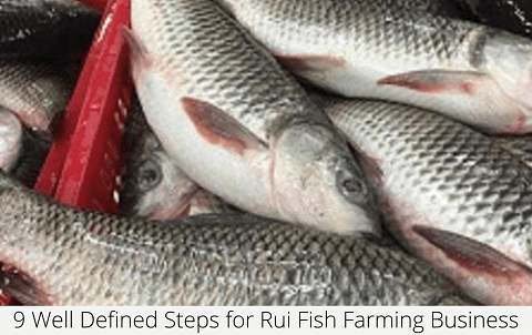 Rui Fish Farming