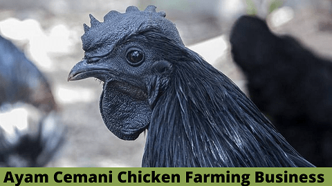 Ayam Cemani Chicken Farming