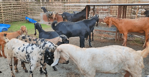 Beetal Goat Farming