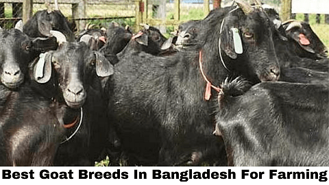 Best Goat Breeds in Bangladesh