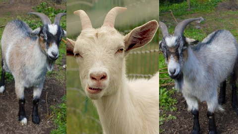 Best Goat Breeds in Nepal
