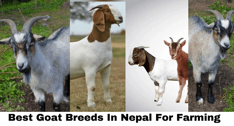 Best Goat Breeds In Nepal