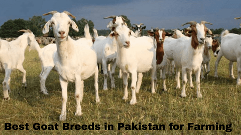 Goat Breeds in Pakistan