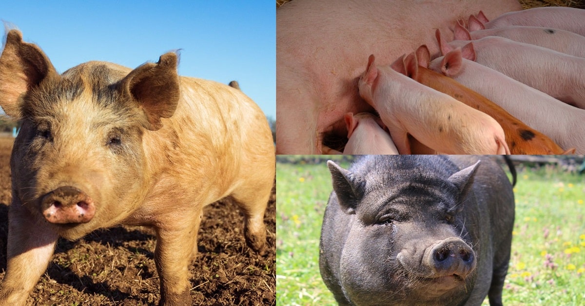 Pig Breeds for Commercial Pig Farming