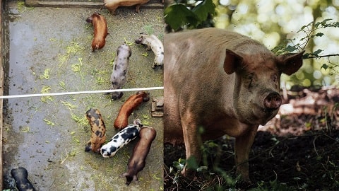 Pig Breeds for Commercial Pig Farming