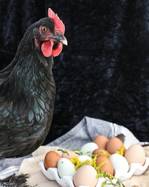 Best-Poultry Breeds For Profitable Poultry Farming