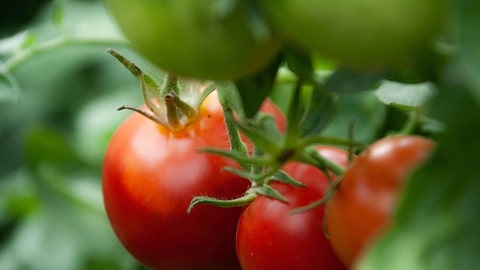 Best Tomatoes to Grow Commercially