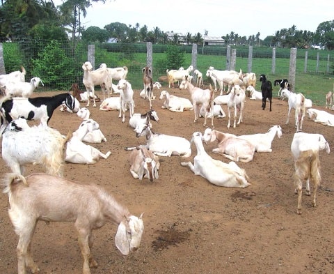  Goat Breeds in Pakistan