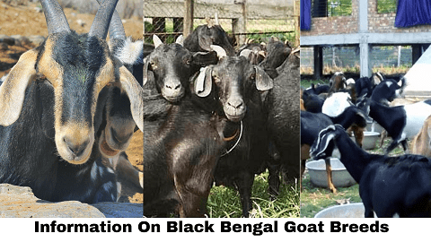 Black Bengal Goat