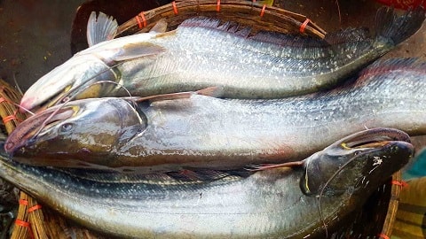 Boal Fish Farming Business