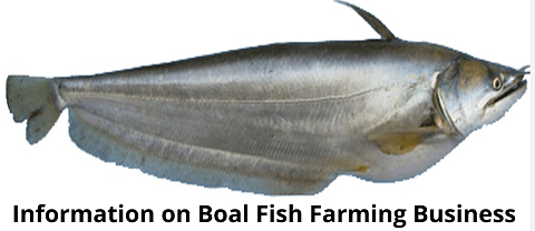 Boal Fish Farming