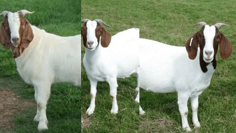 Boar Goat Breed