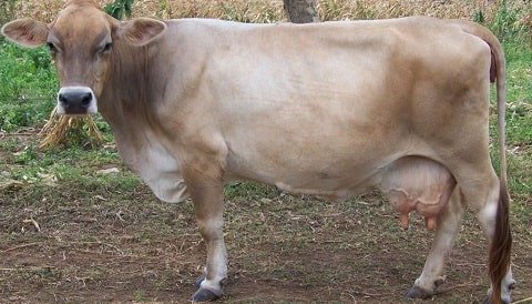 Brown Swiss Cattle Breed