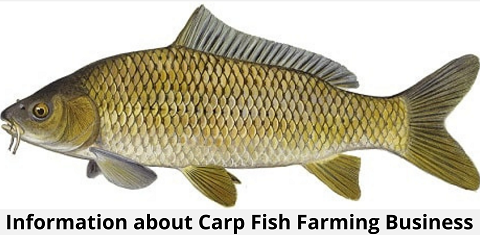 Carp Fish Farming Business