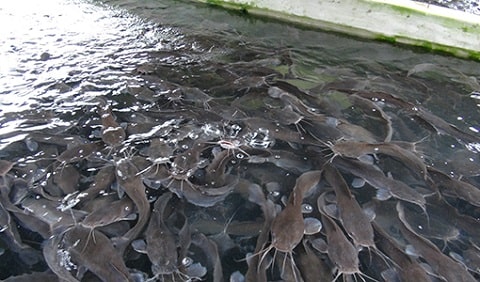 Cat Fish Faming