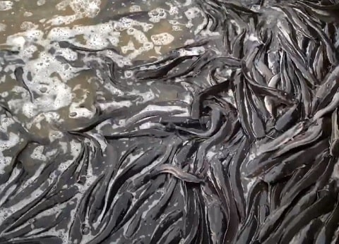 Catfish Farming in Nigeria