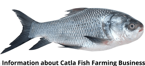 Catla Fish Farming