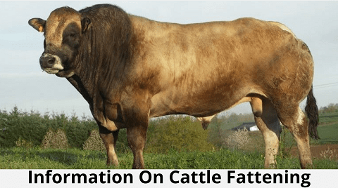 Cattle Fattening