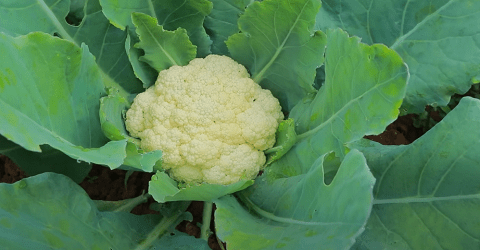 Cauliflower Farming