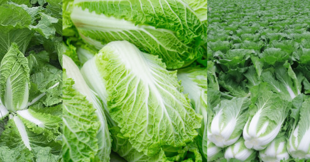 Chinese Cabbage Farming