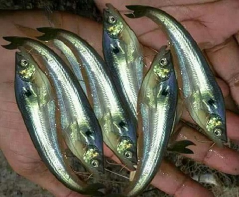 Chital Fish Farming Business