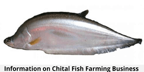 Chital Fish Farming