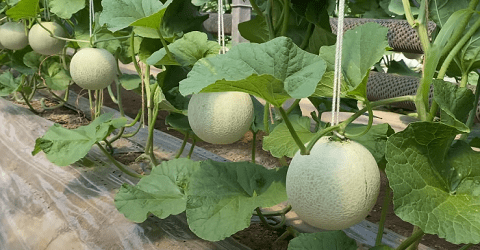 Commercial Cantaloupe farming