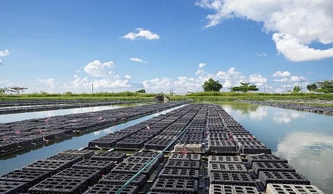 Commercial Crab Farming in Cages