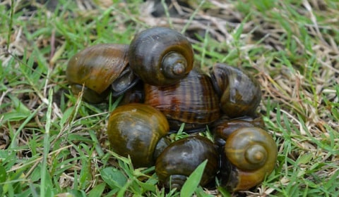 Commercial Snail farming