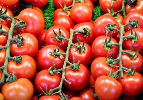 Commercial Tomato Farming Organically