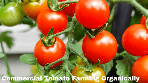 Commercial Tomato Farming
