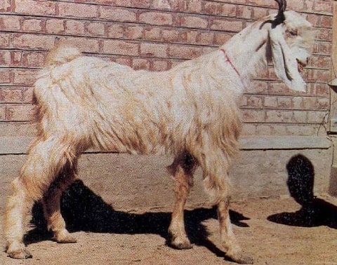 Daira Din Panah Goat Breed