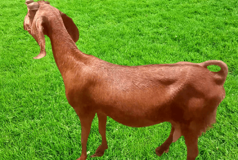 Damani Goat Breed