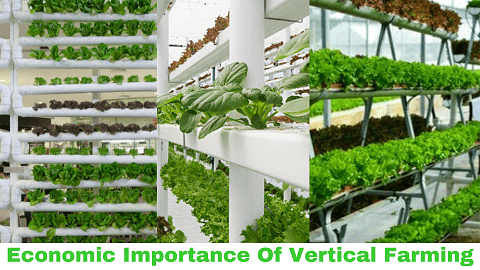 Economic Importance of Vertical Farming