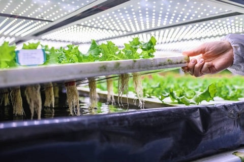Water and Land Efficiency Of Vertical Farming 