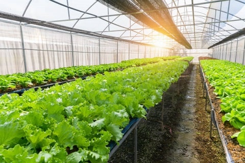 Vertical Farming in Protective Area