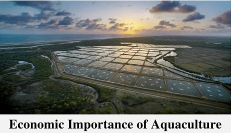 Importance of Aquaculture