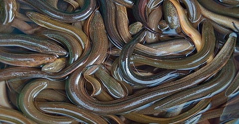 Eel Farming in  japan