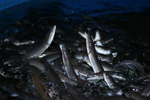 Eel fish Faming