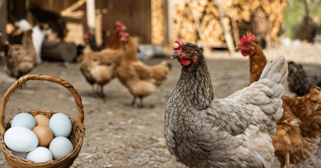 Egg Laying Chicken Breeds  