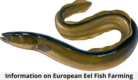 European Eel Fish farming