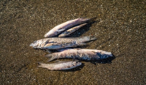 Common Fish Diseases 