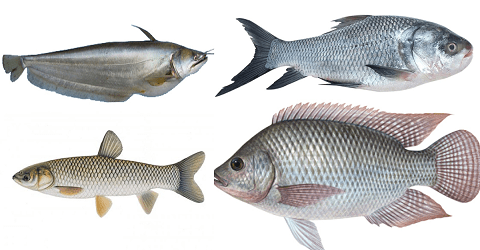 Major Fish Species in Bangladesh