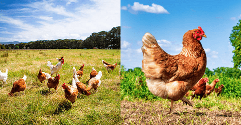 Free-Range Poultry Farming