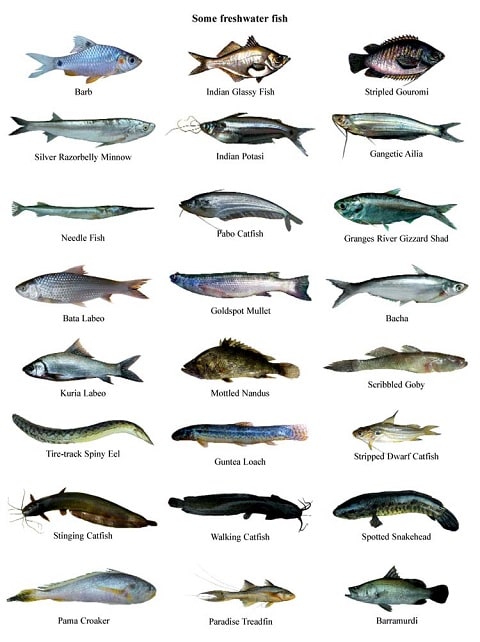 Freshwater Fish species