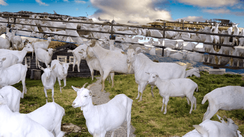 Goat Breeds in Pakistan for Farming 