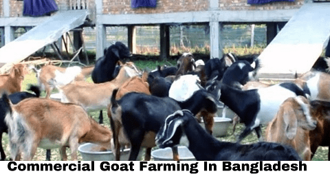 Goat Farming In Bangladesh