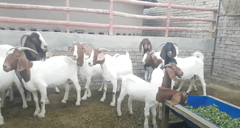 Goat farming in Pakistan