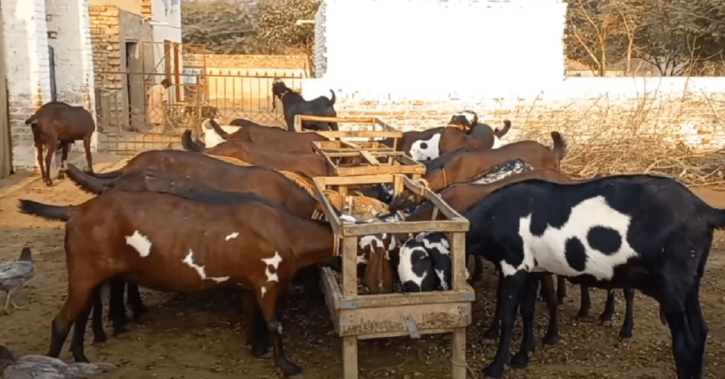 Goat Farming In Pakistan