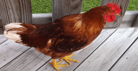 Golden Comet Chicken Breed